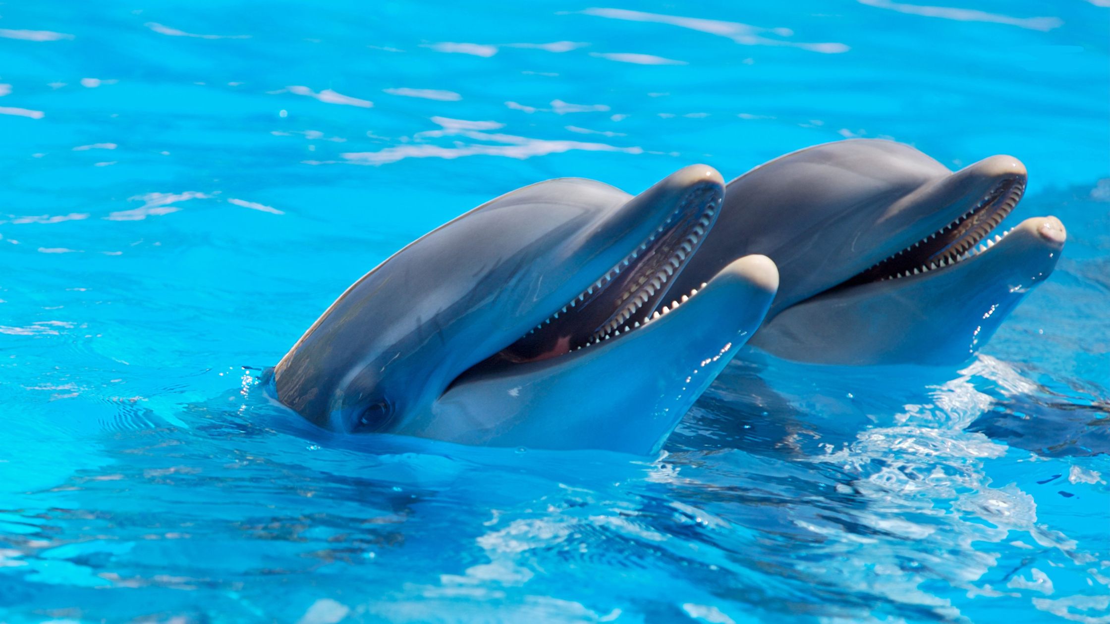 Dubai Dolphinarium