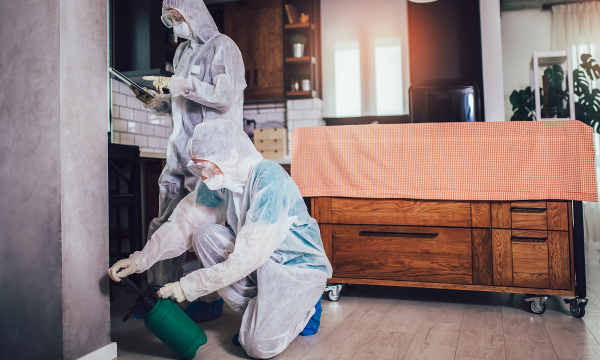 Top 10 Pest Control Services in Ras Al Khaimah for Homes and Offices