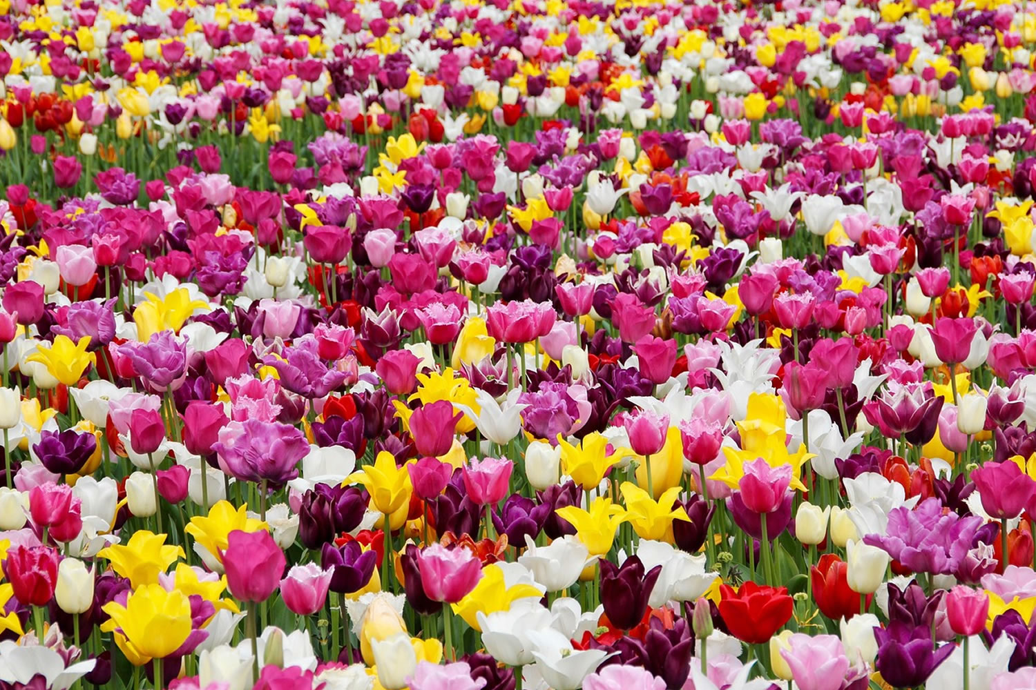 Ras Al Khaimah Flower Farm 